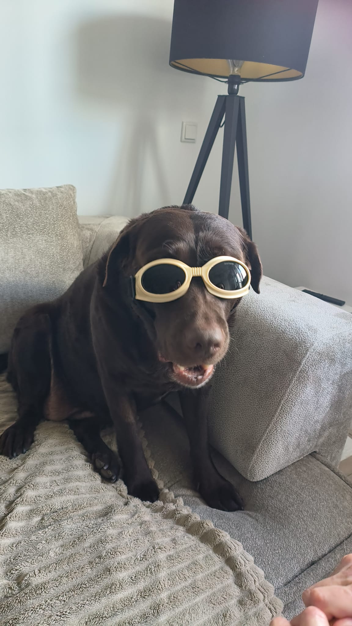 Luna, een bruine Labrador Retriever, thuis op de bank