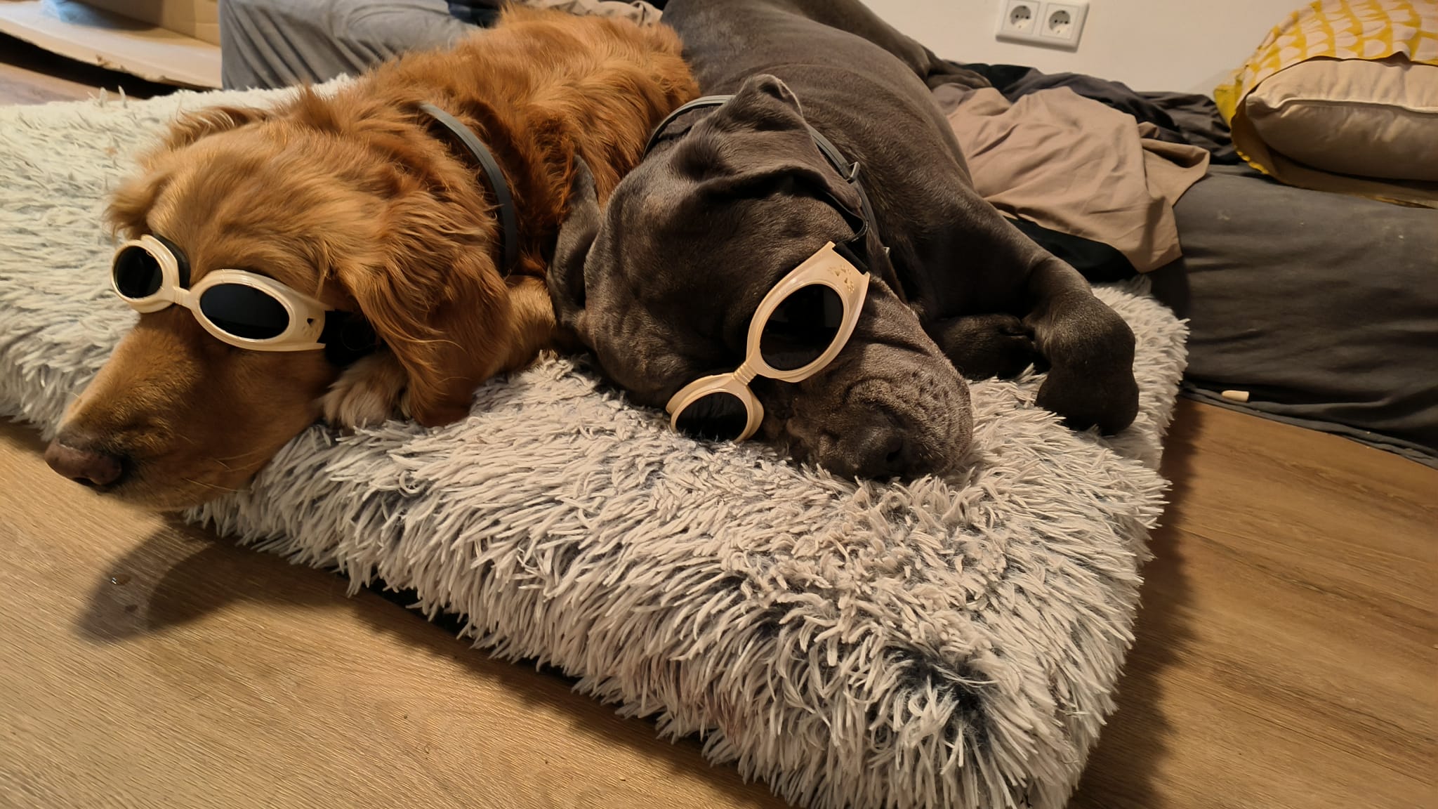 Skye en Shadow, samen op een kussen, met een zonnebril
