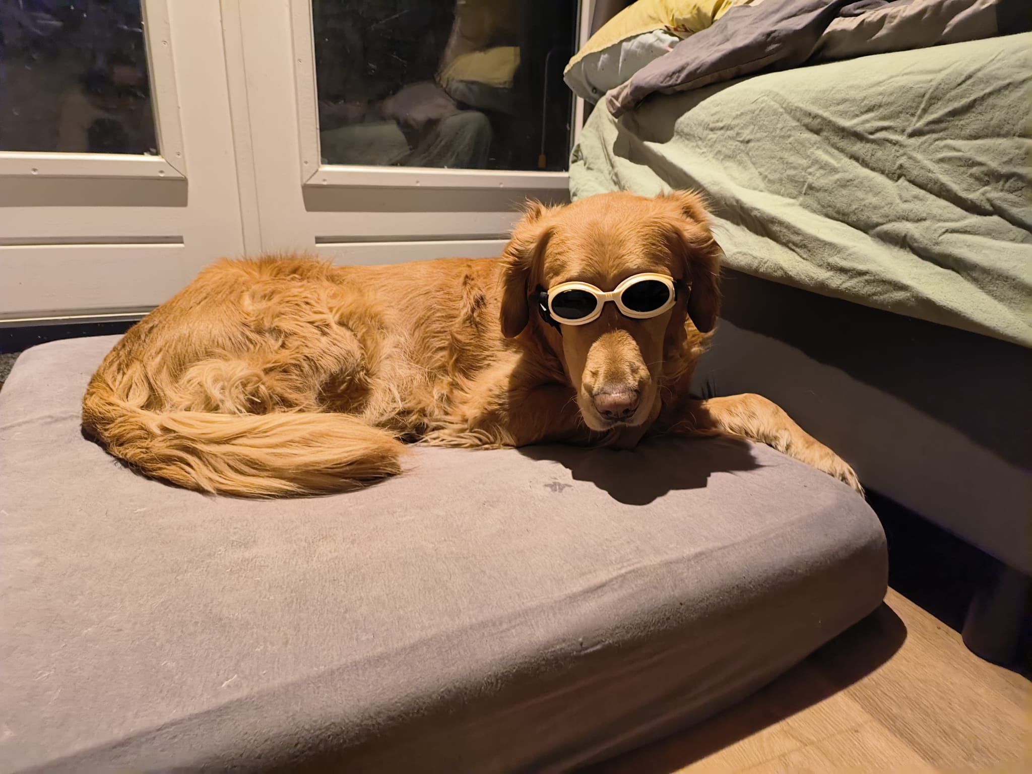 Skye, een golden retriever met een laserbril, thuis op een matras